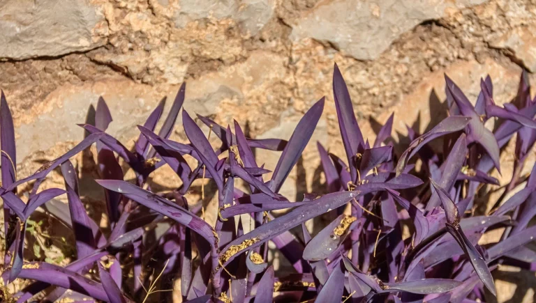 Tradescantia Pallida: Ultimate Growing and Care Guide