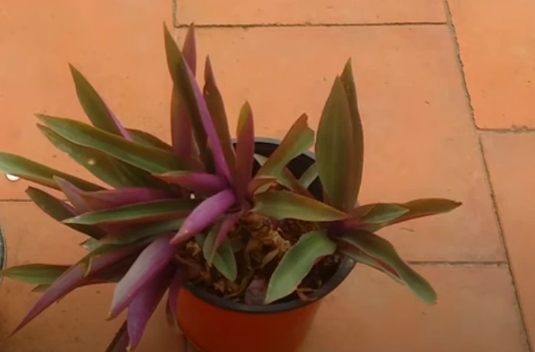 How to Care for Stunning Tradescantia Spathacea 'Tricolor' Houseplants