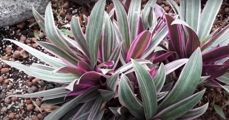 Growing Gorgeous Tradescantia Spathacea Tricolor Plants