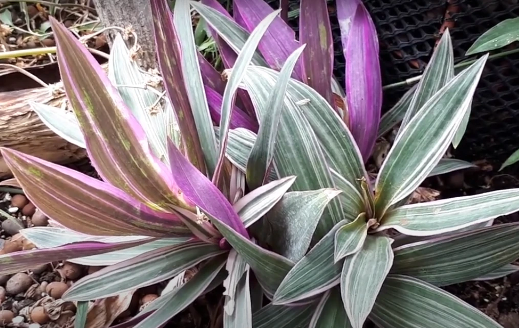Growing Gorgeous Moses-in-the-Cradle (Tradescantia Spathacea) Plants: The Complete Care Guide